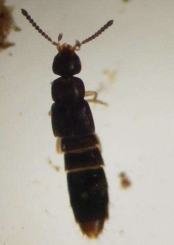 Amischa sp.